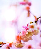 Abstracte mooie de Lenteachtergrond met roze bloesem stock fotografie Abstracte mooie de Lenteachtergrond met roze bloesem stock fotografie