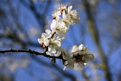 Abstracte Natuurlijke Achtergronden met Bloemen van de Bloesem de Gevoelige Abrikoos stock afbeelding Abstracte Natuurlijke Achtergronden met Bloemen van de Bloesem de Gevoelige Abrikoos stock afbeelding