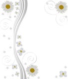 abstrakt chamomiles planlägger blomman vektor illustrationer abstrakt chamomiles planlägger blomman vektor illustrationer