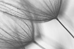 Abstrakt maskrosblommabakgrund, extrem closeup Stor maskros på naturlig bakgrund arkivfoton Abstrakt maskrosblommabakgrund, extrem closeup Stor maskros på naturlig bakgrund arkivfoton