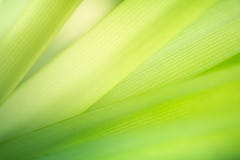 Abstrakt natury Zielony tło Zbliżenie liścia zielona tekstura dla naturalnego i świeżości tapety pojęcia obraz stock Abstrakt natury Zielony tło Zbliżenie liścia zielona tekstura dla naturalnego i świeżości tapety pojęcia obraz stock