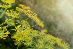 Abstrakter Aufbau RegenschirmBlumensamen eines Gartenkrauts pflanzen Dill Wohlriechender Dill, der im Garten wächst lizenzfreie stockbilder Abstrakter Aufbau RegenschirmBlumensamen eines Gartenkrauts pflanzen Dill Wohlriechender Dill, der im Garten wächst lizenzfreie stockbilder