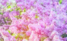 Abstrakter Hintergrund von lila Blumen stockbilder Abstrakter Hintergrund von lila Blumen stockbilder