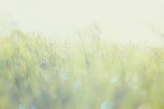 Abstraktes Foto der Lichtexplosion unter Gras und Funkeln bokeh beleuchtet Bild wird verwischt und gefiltert lizenzfreie stockfotografie Abstraktes Foto der Lichtexplosion unter Gras und Funkeln bokeh beleuchtet Bild wird verwischt und gefiltert lizenzfreie stockfotografie
