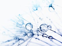 Abstraktes Makro. Wassertropfen. stockbilder Abstraktes Makro. Wassertropfen. stockbilder