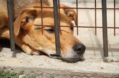 Abus animal images libres de droits Abus animal images libres de droits
