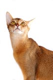 Abyssinian katt Royaltyfri Foto Abyssinian katt Royaltyfri Foto