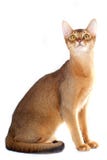 Abyssinian katt Royaltyfri Fotografi Abyssinian katt Royaltyfri Fotografi