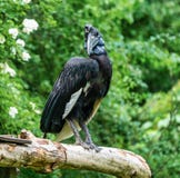 Abyssinian northern Ground Hornbill, Bucorvus abyssinicus strange bird royalty free stock image Abyssinian northern Ground Hornbill, Bucorvus abyssinicus strange bird royalty free stock image