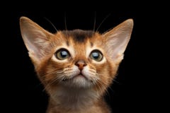 Abyssinische Miezekatze auf lokalisiertem schwarzem Hintergrund Lizenzfreies Stockbild Abyssinische Miezekatze auf lokalisiertem schwarzem Hintergrund Lizenzfreies Stockbild