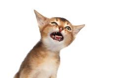 Abyssinische Miezekatze auf lokalisiertem weißem Hintergrund Stockfotografie Abyssinische Miezekatze auf lokalisiertem weißem Hintergrund Stockfotografie
