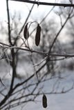Acacia branch with ripe seeds in white frost royalty free stock images Acacia branch with ripe seeds in white frost royalty free stock images