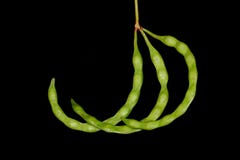 Acacia Seed Pods stock photo. Image of robinia, pycnantha - 53220546