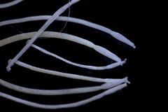 Acanthocephala è un filo dei vermi parassiti conosciuti come i acanthocephalans, i vermi dalla testa spinosa o i vermi dalla test immagine stock libera da diritti Acanthocephala è un filo dei vermi parassiti conosciuti come i acanthocephalans, i vermi dalla testa spinosa o i vermi dalla test immagine stock libera da diritti