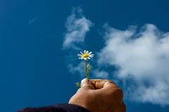 Accept my friendship , sky, hand, daisy, concept.flower royalty free stock photo Accept my friendship , sky, hand, daisy, concept.flower royalty free stock photo