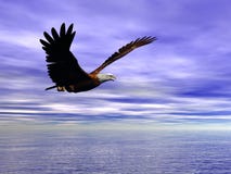 Accipitridae, American Bald Eagle. Royalty Free Stock Images Accipitridae, American Bald Eagle. Royalty Free Stock Images