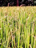 Acción del arroz foto de archivo Acción del arroz foto de archivo