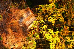 Accroc oblique de forêt d'automne, vertical photographie stock libre de droits Accroc oblique de forêt d'automne, vertical photographie stock libre de droits