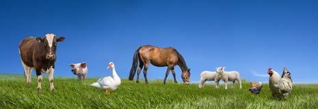 Accumulazione degli animali da allevamento