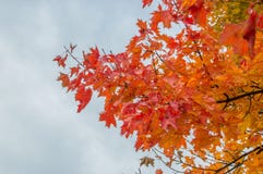 Acer platanoides leaf in autumn colour. royalty free stock photo Acer platanoides leaf in autumn colour. royalty free stock photo