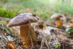 Acerose forest with mushrooms in fall Royalty Free Stock Photography Acerose forest with mushrooms in fall Royalty Free Stock Photography