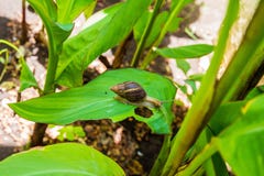 Achatina in a wild African environment stock images Achatina in a wild African environment stock images