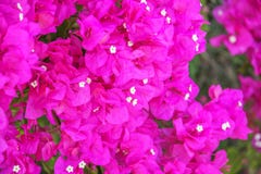 Achtergrond van Bougainvilleaspectabilis stock fotografie Achtergrond van Bougainvilleaspectabilis stock fotografie