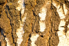 Achtergrondberkeschors in de het plaatsen zon Structuurachtergronden stock foto's Achtergrondberkeschors in de het plaatsen zon Structuurachtergronden stock foto's