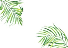 Achtergrondkader in waterverfstijl Exotische kokosnotenbladeren Natuurlijke druk Heldergroen tropisch kader voor groetkaarten, We vector illustratie Achtergrondkader in waterverfstijl Exotische kokosnotenbladeren Natuurlijke druk Heldergroen tropisch kader voor groetkaarten, We vector illustratie