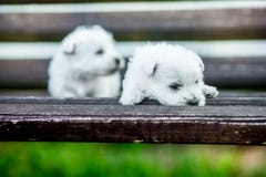 Achtervolgt de het hoogland witte terriër van het puppywesten westie in openlucht op een houten bank in park royalty-vrije stock afbeeldingen Achtervolgt de het hoogland witte terriër van het puppywesten westie in openlucht op een houten bank in park royalty-vrije stock afbeeldingen