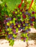 Acini d'uva viola e verdi, California Fotografia Stock Acini d'uva viola e verdi, California Fotografia Stock