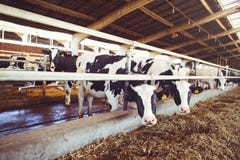 Acobarde o conceito da exploração agrícola da agricultura, a agricultura e os rebanhos animais - um rebanho das vacas que usam o imagem de stock Acobarde o conceito da exploração agrícola da agricultura, a agricultura e os rebanhos animais - um rebanho das vacas que usam o imagem de stock