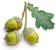 Acorn with leaf stock photography Acorn with leaf stock photography
