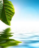 Acqua del foglio Acqua del foglio