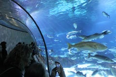 Acquario a Barcellona, Spagna immagini stock Acquario a Barcellona, Spagna immagini stock