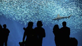 Acquario della baia di Monterey immagini stock Acquario della baia di Monterey immagini stock