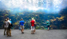 Acquario della Georgia immagini stock libere da diritti Acquario della Georgia immagini stock libere da diritti