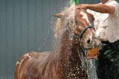 Acquazzone del cavallo immagini stock libere da diritti Acquazzone del cavallo immagini stock libere da diritti