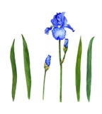 Acquerello dei fiori delle iridi che dipinge estate botanica della molla a lamelle dell'illustrazione fissata per l'invito della fotografia stock Acquerello dei fiori delle iridi che dipinge estate botanica della molla a lamelle dell'illustrazione fissata per l'invito della fotografia stock