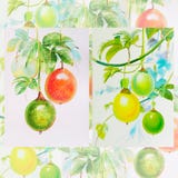Acquerello della pittura, rosso, giallo, colore verde di frutto della passione royalty illustrazione gratis Acquerello della pittura, rosso, giallo, colore verde di frutto della passione royalty illustrazione gratis