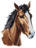 Acquerello della testa di cavallo illustrazione di stock Acquerello della testa di cavallo illustrazione di stock