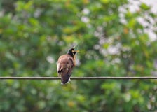 Acridotheres, the powerful bird of Asia stock photos Acridotheres, the powerful bird of Asia stock photos