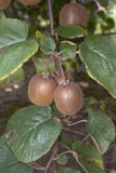 Actinidia deliciosa branch with kiwi fruit stock photo Actinidia deliciosa branch with kiwi fruit stock photo