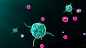 Activating T cells and B cells in immune system