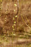 Active work of bees to collect pollen from willow flowers royalty free stock images Active work of bees to collect pollen from willow flowers royalty free stock images