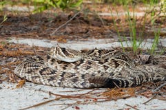 Adamenteus del este del Crotalus de la serpiente de cascabel de Diamondback Fotografía de archivo libre de regalías Adamenteus del este del Crotalus de la serpiente de cascabel de Diamondback Fotografía de archivo libre de regalías
