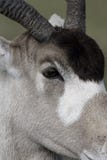 Addax, nasomaculatus del Addax Foto de archivo Addax, nasomaculatus del Addax Foto de archivo