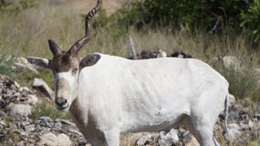 Addax Um-Horned foto de stock Addax Um-Horned foto de stock