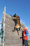 Addestramento del cane di polizia immagine stock Addestramento del cane di polizia immagine stock