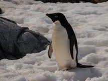 Lone Adele Penguin in Antarctica stock photos Lone Adele Penguin in Antarctica stock photos